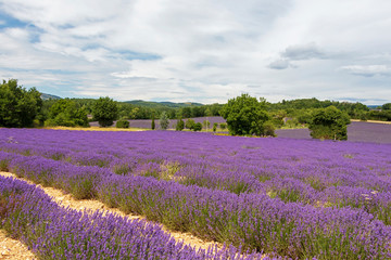 Background with vibrant purple lavender fields at mountainous, late-blooming location in Provence, France