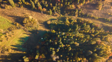 The forest trees from the top view