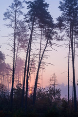 Sunrise in a foggy forest. Autumn landscape with rising sun and fog. Pines and fog.