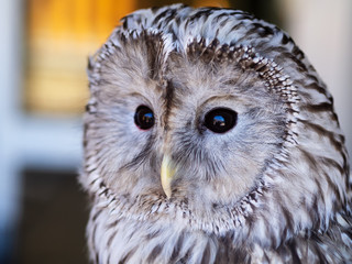 Close-up portrait of tawny owl, white and black color.