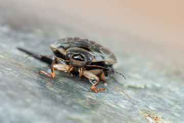 a water beetle - Acilius sulcatus