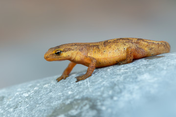 a newt from europe, Germany