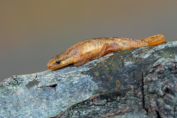 a newt from europe, Germany