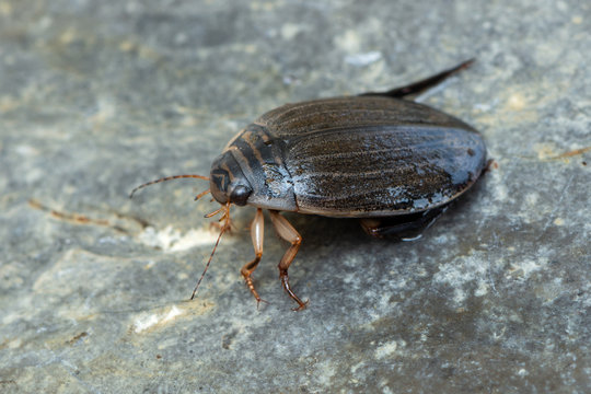 a water beetle - Acilius sulcatus