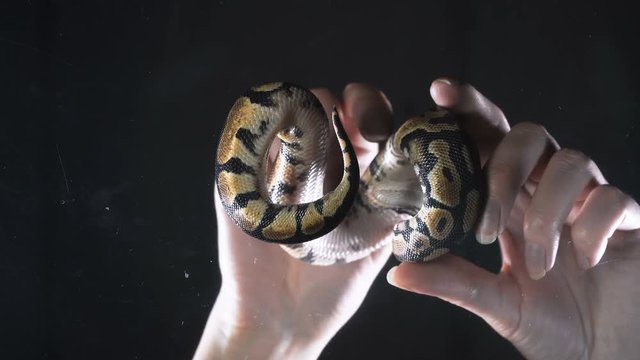 Footage of ball royal phyton with hands