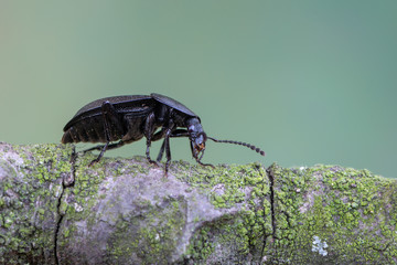 a carrion beetle - Phosphuga atrata