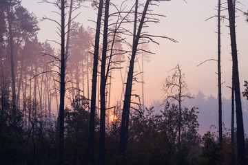 Sunrise in a foggy forest. Autumn landscape with pines and fog.