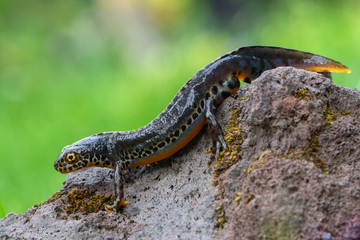 a newt - Ichthyosaura alpestris - from europe
