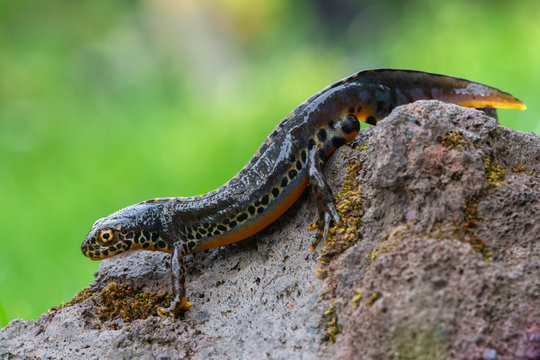 a newt - Ichthyosaura alpestris - from europe