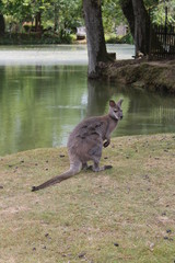 Wallaby de Bennett