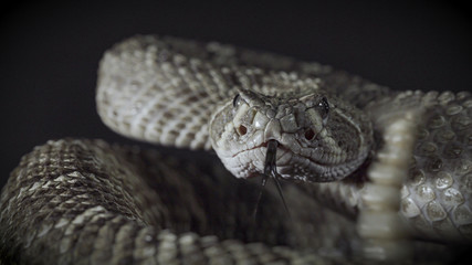 Rattle Snake