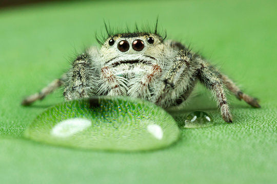 Spiders miniature
