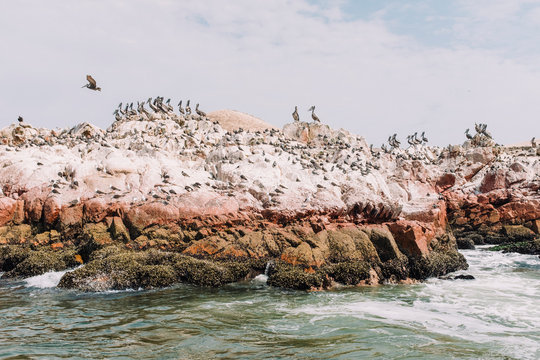 Seabirds on rock formation, Islas Ballestas, Paracas, Peru