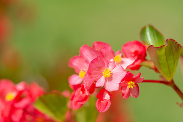 ベコニアの花