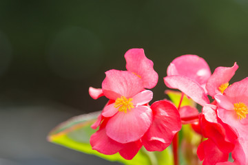 Obraz premium ベコニアの花