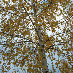 Birch branches and yellow foliage.