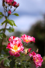 Fototapeta premium Meine schönen Rosen