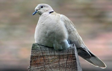 a Streptopelia turtle bird sitting down