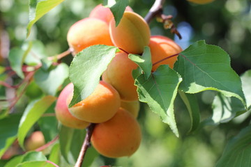 branch of the ripe apricots in the orchard