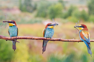 three beautiful birds sitting on a branch with dragonflies in their beaks