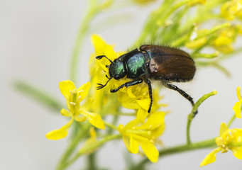 Anisoplia species, small beetle with metallic glitter feeding on a yellow umbelífera