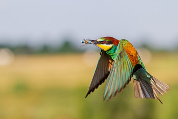 wild colorful bird flying with a dragonfly in its beak