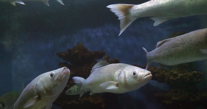 Sea Bass, dicentrarchus labrax, Group Swimming, Slow motion 4K