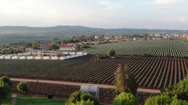 Aerial view of an agave field and a tequila factory recorded with a drone