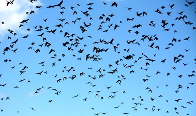 many birds flying in the blue sky