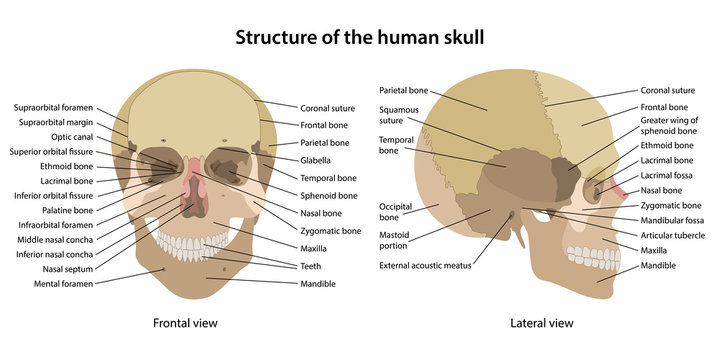 Structure of the human skull with main parts labeled. Anterior view and lateral view. Anatomical vector illustration in flat style isolated over white background.