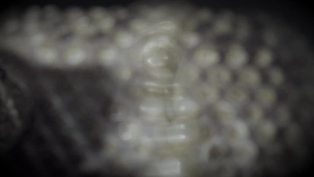 Rattle snake