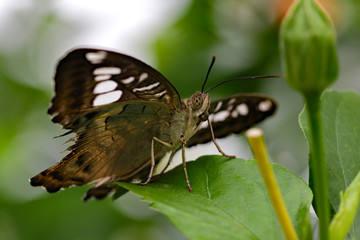Fototapeta na wymiar Close up Schmetterlinge Butterfly tropisch