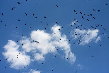 many birds flying in the blue sky
