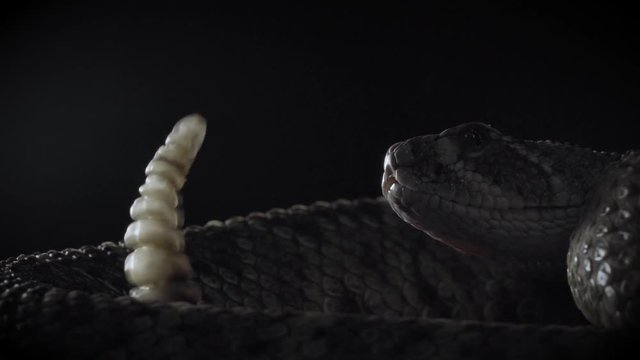 Rattle snake