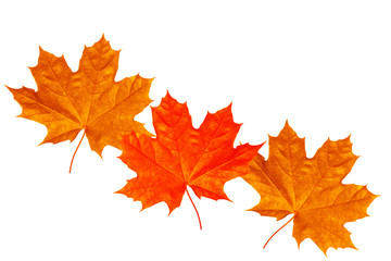 Fototapeta na wymiar Bright colorful autumn leaves