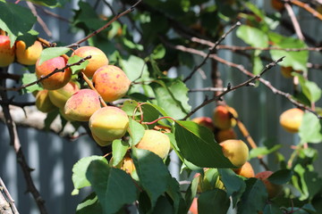 branch of the ripe apricots in the orchard