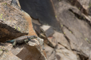 closeup of a small lizard on rocks
