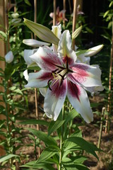 Obraz premium Lys Lavon (Zéba)