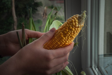 Person husking a ripe corn. Rustic style.