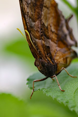 Close up Edelfalter Schmetterling Butterfly