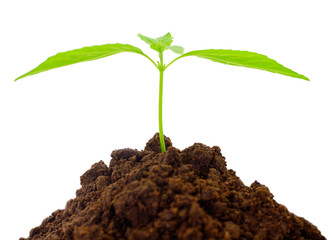 Small sprout in black soil.