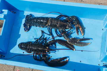 Breton alive lobsters in a blue box after fishing in Brittany