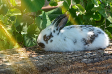 Bunny in colorful meadow