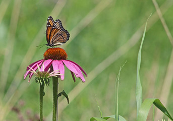 Monarch butterfly on cone flower