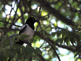 a beautiful magpie
