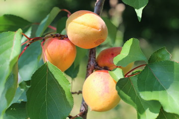 branch of the ripe apricots in the orchard