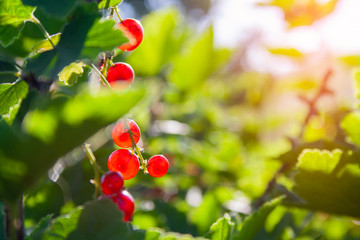 Red ripe juicy currant on the green branch at sunny day close up. Red currant bunch on sun beam. Redcurrant berries ribes rubrum. Berries of asia, europe and north america