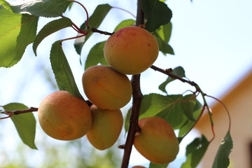 branch of the ripe apricots in the orchard