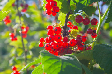 Red ripe juicy currant on the green branch at sunny day close up. Red currant bunch on sunlight. Redcurrant berries ribes rubrum. Flora of asia, europe and north america