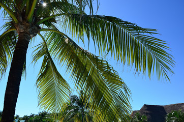 Fototapeta na wymiar Palm tree on background of blue sky